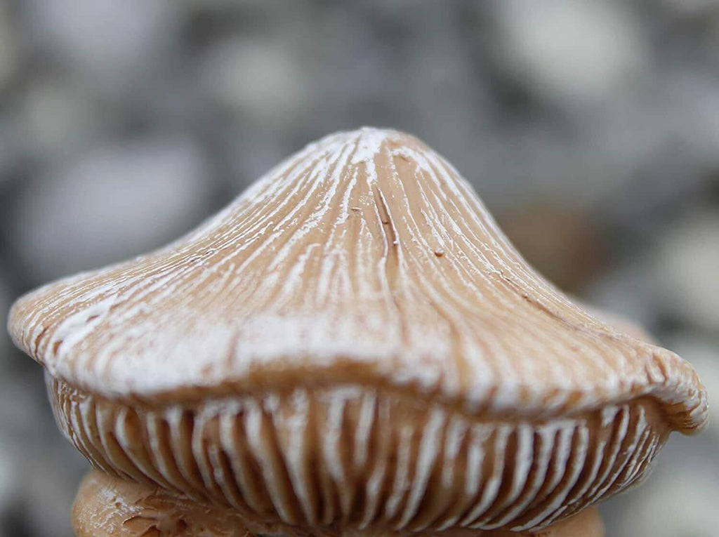 Lot de 3 ornements miniatures en forme de champignons de jardin